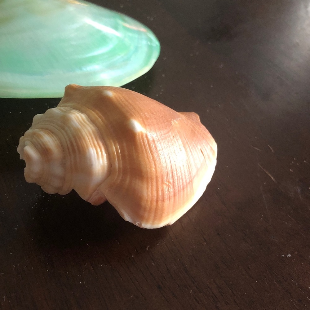 👶🏻 Assorted Seashell Collection - Picture 13 of 15